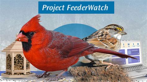 Project feederwatch - The FeederWatch season takes place. November 1, 2023, through April 30, 2024. In addition to the mammal sightings, FeederWatch is also asking for reports of sick birds and for information about ...